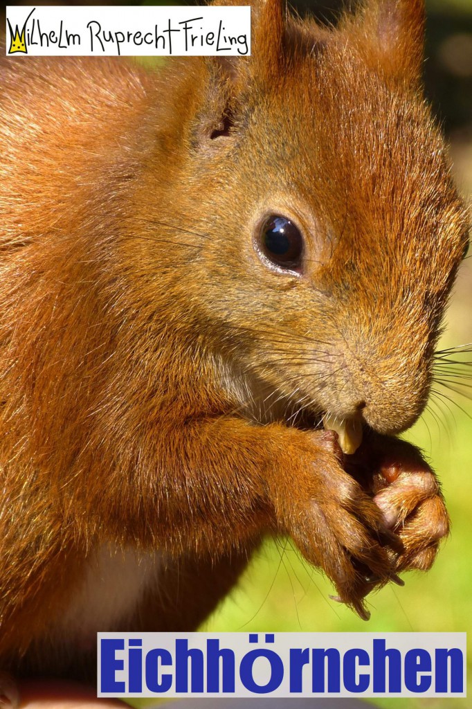 Eichhörnchen • Ein Bilderbuch